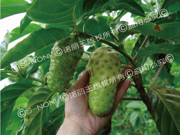 How to Choose Noni Products?-第11张图片