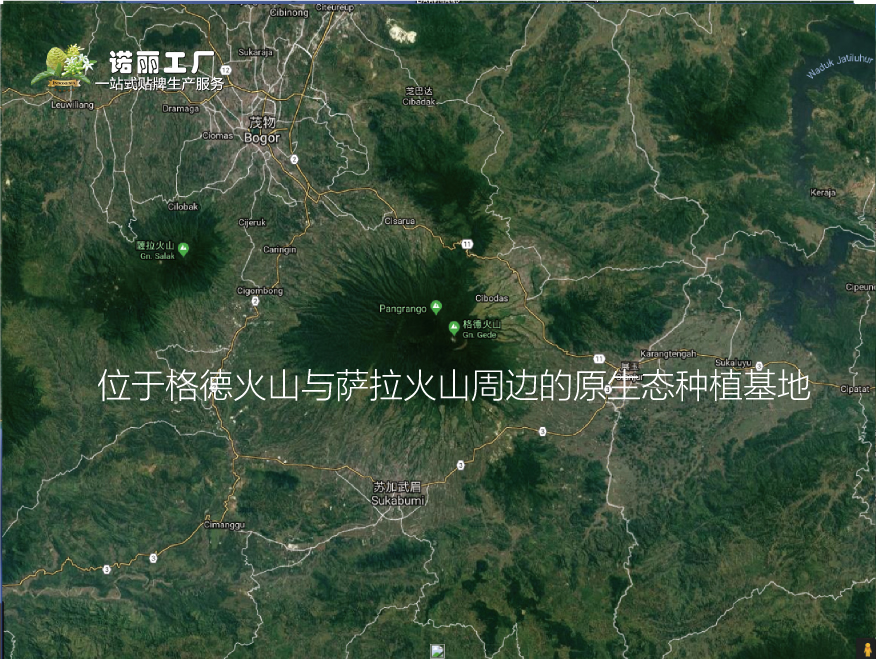 Reasons to Choose Our Noni Factory-第0张图片