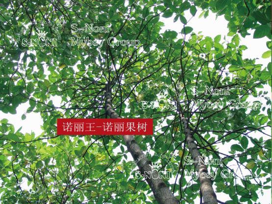 How to Choose Noni Products?-第9张图片